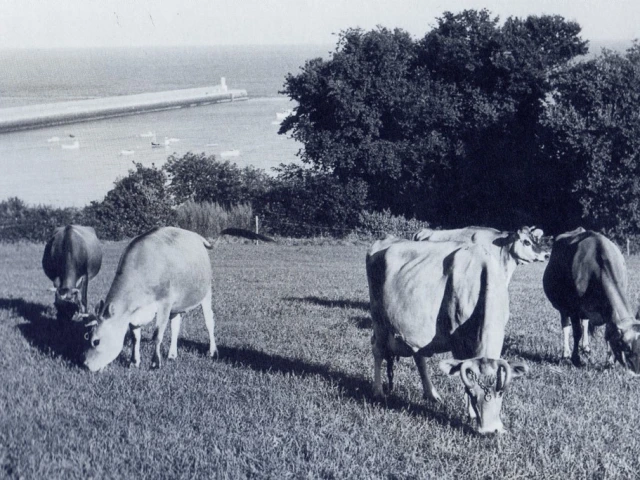 View over St Catherine's breakwater from Jack's farm